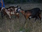 Дойные Нубийские козы и Камо-Нубийский козел объявление продам