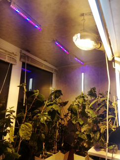 Фитосветильник для рассады Рефлакс