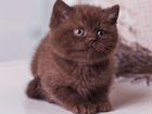 Британские котята короткошерстные объявление продам