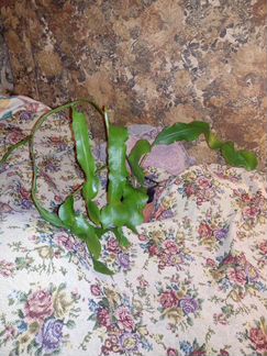 Оксипеталлюм