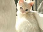 Котята Турецкой кошки ждут своих людей объявление продам