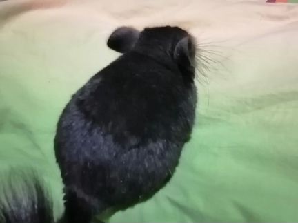 Шиншилла