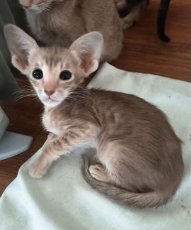 Кошечка пятнистый фавн
