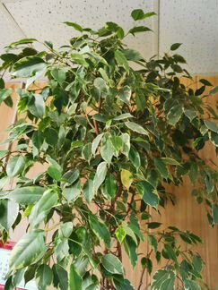 Бенджамина