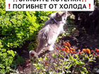 Брошенный сибирский котенок в добрые руки