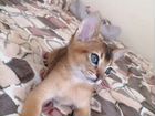 Абиссинские котята(родились 29.07.21)