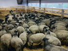 Овцы ярки племенные романовской породы