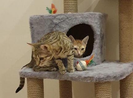 Котята, фенотипичные оцикеты в добрые руки