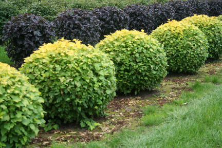 Пузыреплодник 0.6 - 0.8 м