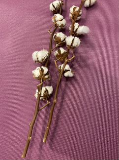 Ветка хлопка