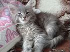 Продажа котят Мейн Кунов объявление продам
