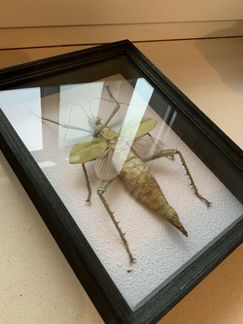 Палочник Heteropteryx dilatata (о.Ява)