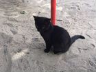Черный пушистый котенок у меет прыгать и бегать за