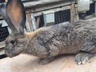 Кролик породы фландр объявление продам