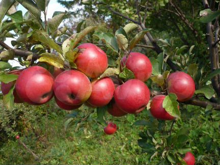 Саженцы большой ассортимент