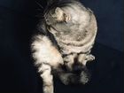 Шотландская кошка объявление продам