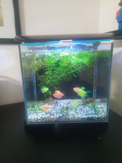 Аквариум куб Тетра 12л