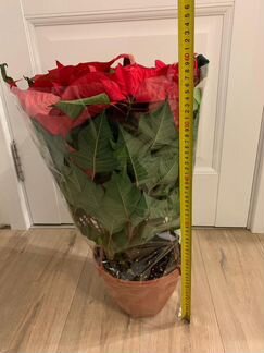 Цветок Пуансетия - Рождественнская звезда