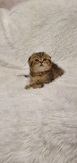 Шотландская вислоухая