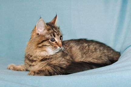 Кот Люцик
