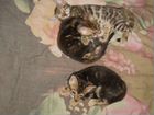 Котёнок бенгальской породы объявление продам
