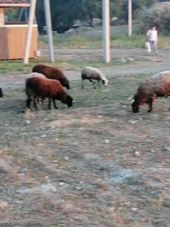 Овцы бараны ягнята - фотография № 6