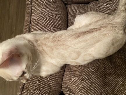 Снежные бенгальские мальчики