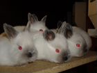 Кролики Калифорнийской породы. лпх 