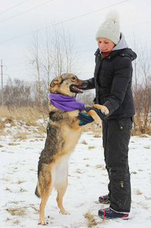 Собака улыбака Томми в добрые руки