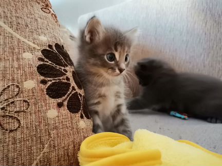 Отдам котенка сибирской породы