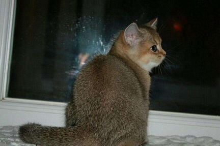 Британские золотые котятки