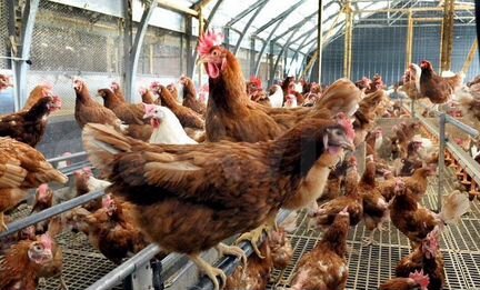 Куры несушки,Бройлеры,Доминанты,Ломан Браун,Петухи