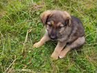 Собаки, метисы немецкой овчарки, 2 месяца объявление продам
