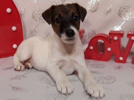 Яркий красавчик