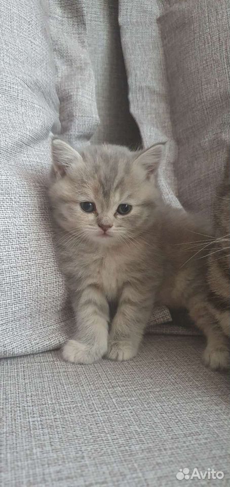 Шотландские котята