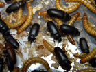 Личинки и жуки Мучного хруща (Tenebrio molito