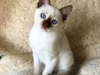 Тайский котёнок объявление продам