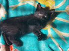 Котята (черный котик на удачу) объявление продам