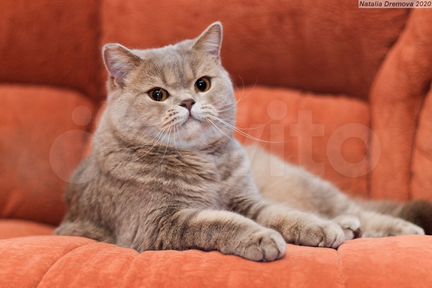 Шикарная британская кошка в дар