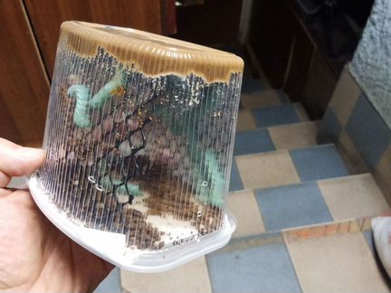 Гусеница табачного бражника