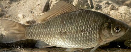 Живец для рыбалки