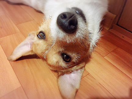 Мальчик Джек Рассел терьера для вязки