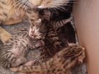 Бенгальские котята ищут заботливых родителей