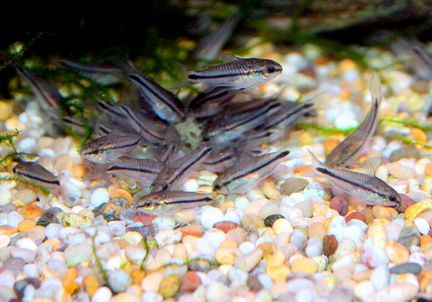 Аквариумные растения. Коридорасы Пигмеи