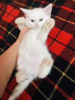 Котик