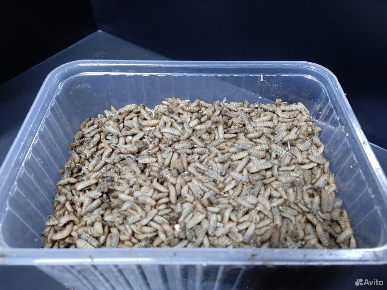 Hermetia illucens личинки. Изготовление личинок. Личинка чёрной львинки для рыбалки. Личинка мухи львинки. Огнёвка восковая моль.