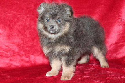 Супер пупсы