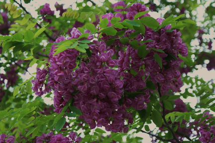 Снежноцвет, робиния, леукотое и др. редкости