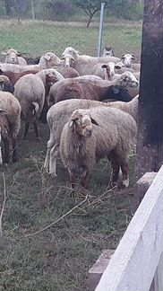 Овцы бараны ягнята оптом и в розницу - фотография № 2