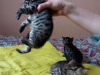 Бенгальские котята домашние питомцы объявление продам